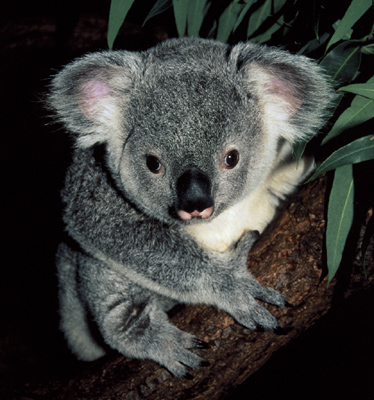 Karmic Koala Karmic Koala